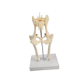 thumbnail image 1 of Modelo Anatómico Modelo de Articulación de Perro Suministros Decoración Estructura de Articulación de Cachorro Portátil para Investigación Académica C Articulación de cadera, 1 of 8