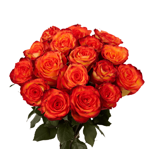 50 Stems of Yellow with Orange High & Magic Roses Beautiful Fresh Cut