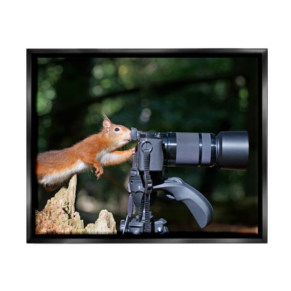 Stupell Industries Funny Squirrel Photographer Animals & Insects Photography Black Floater Framed Canvas Art Print Wall Art, 21 x 17