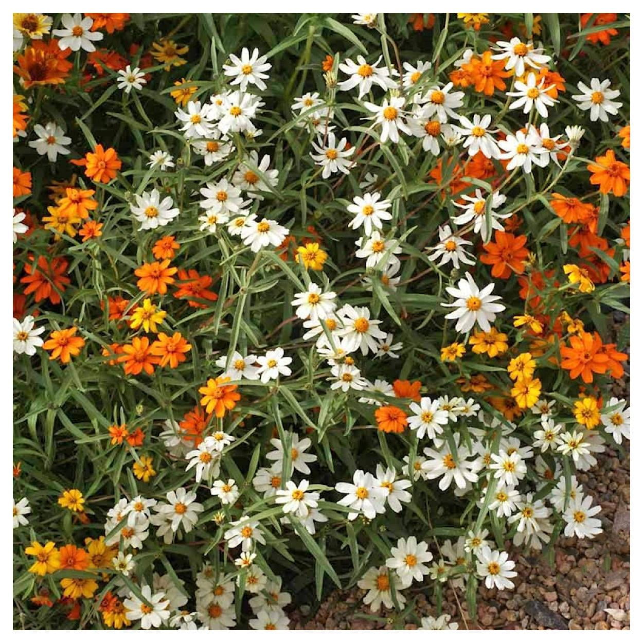 Everwilde Farms - 1 oz Classic Zinnia Garden Flower Seeds - Gold Vault Bulk Seed Packet