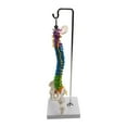 thumbnail image 4 of fastboy Flexible Spine Model for School Biology Demonstration Class  Anatomical with Pelvis Femur, 4 of 6