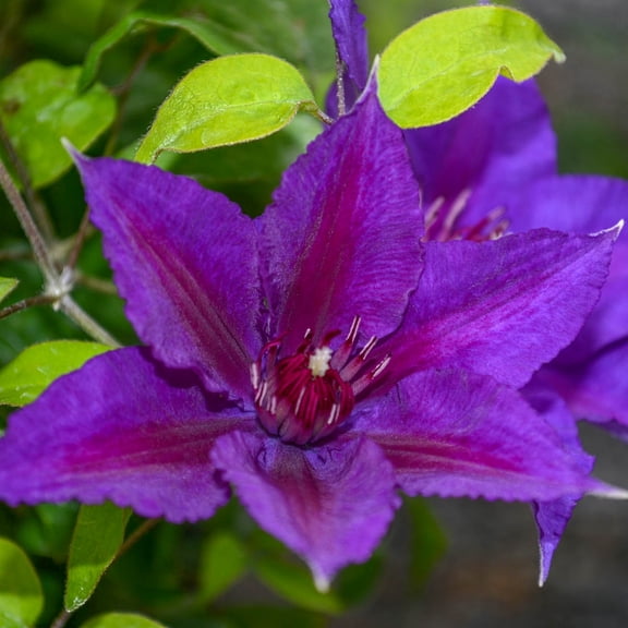 Edda Flowering Clematis Vine Dormant Bare Root Perennial Starter Plant (1-Pack)