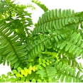 thumbnail image 3 of Boston Fern Assortment, 3 Different 4 inch Boston Ferns, Nephrolepis exaltata Variety Mix, 3 of 9