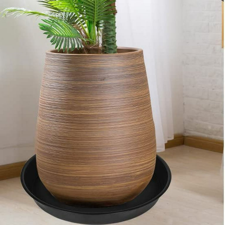 asplenium nidus - bird's nest fern Shop 'Bird's Nest Fern - Asplenium nidus' Care & Info
