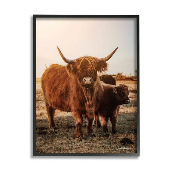 Stupell Industries Longhorn Highland Cattle Cow Warm Sunrise Morning Photograph Black Framed Art Print Wall Art, Design by Dakota Diener