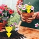 thumbnail image 4 of Tablero adhesivo impermeable Fly Traps Bugs Insects Killer Sticker (Tulipán) 10 piezas, 4 of 5