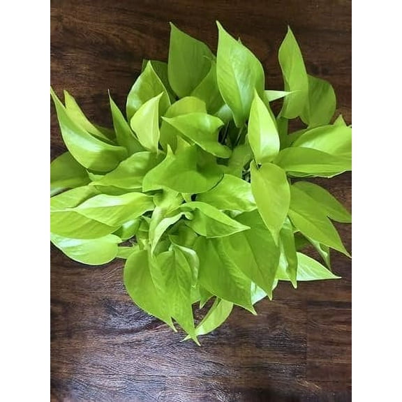 Neon Pothos - Live Plant in a 6 Inch Pot - Epipremmum Aureum - Stunning Houseplant with Unique Foliage - The Perfect Air Purifying Houseplant Companion