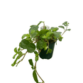 thumbnail image 3 of Creeping Charlie - Pilea nummulariifolia - 3.5" Pot - Easy House Plant, 3 of 3