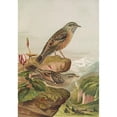 thumbnail image 2 of Johann Friedrich Naumann 14x18 Gold Ornate Wood Frame and Double Matted Museum Art Print Titled - Accentor Collar, 2 of 4