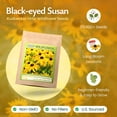 thumbnail image 2 of Black-Eyed Susan Wildflower Seeds, 55,000 Non-GMO Yellow Daisy Seeds - Created By Nature, 2 of 6