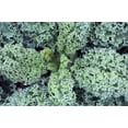 thumbnail image 2 of Vegetable SEEDS- -Vates Blue Curled Kale -50 Heirloom Seeds -All Natural  -Classic Flavorful Vegetable- Garden Heirloom - Serendipity Seeds, 2 of 4