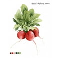 thumbnail image 3 of Popp, Grace 20x24 Black Modern Framed Museum Art Print Titled - Root Vegetable IV, 3 of 5