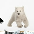 thumbnail image 1 of Polar Bear Cub Ursus Wall Mural by Wallmonkeys Peel and Stick Graphic (24 in H x 24 in W) WM288329, 1 of 4