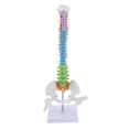 thumbnail image 2 of Vertebral de Anatomía con Modelo de de Pelvis Y Fémur - Ornamento de Laboratorio shamjiam Herramienta de enseñanza, 2 of 8