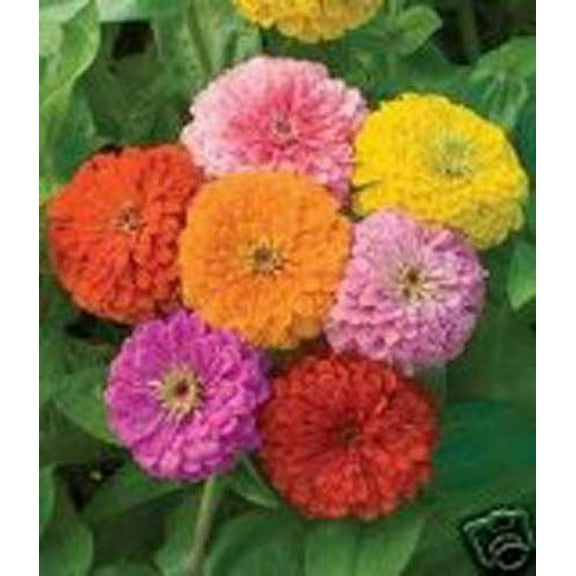 Seed Kingdom 300 Zinnia Flower Seeds, HUGE 5 in Flowers, Annual
