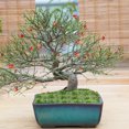 thumbnail image 5 of OUNONA Green Resin Artificial Grass Cluster for Decor Diorama Supplies Sand Table Decor, 5 of 8