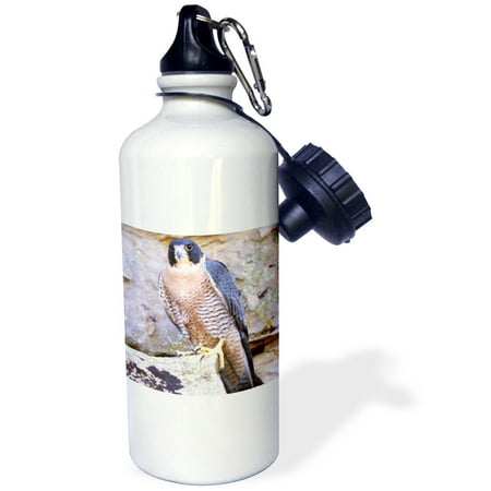 

Peregrine Falcon bird Native to US - NA02 DNO0142 - David Northcott 21 oz Sports Water Bottle wb-83817-1