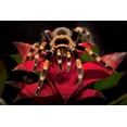 thumbnail image 2 of Flaherty, Dennis 32x23 White Modern Wood Framed Museum Art Print Titled - South America, Mexico Red-knee tarantula, 2 of 4