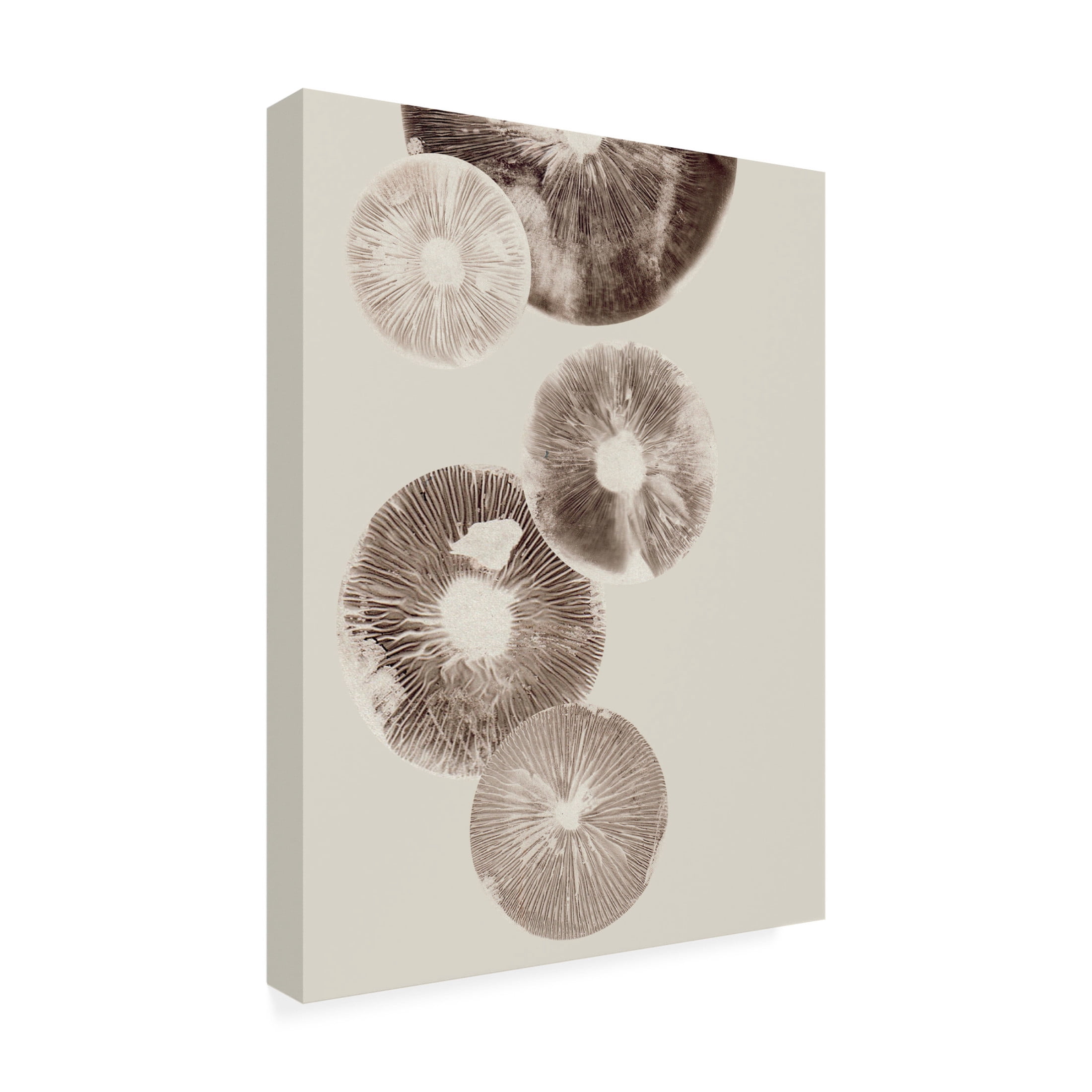 Canvas Wall Art - Pernille Folcarelli 'Mushroom 6 Light Brown' Wall Art for Living Room, Bedroom, or Office Décor by Trademark Fine Art - 18 x 24 Inches