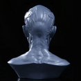 thumbnail image 4 of Dalazy 4 Human Model Anatomy Skull Head Muscle Drawing White#2 Grey, 4 of 6