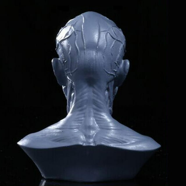 Ruiboury 4 Modèle Humain Anatomie Crâne Tête Muscle Dessin Blanc#2 Gris