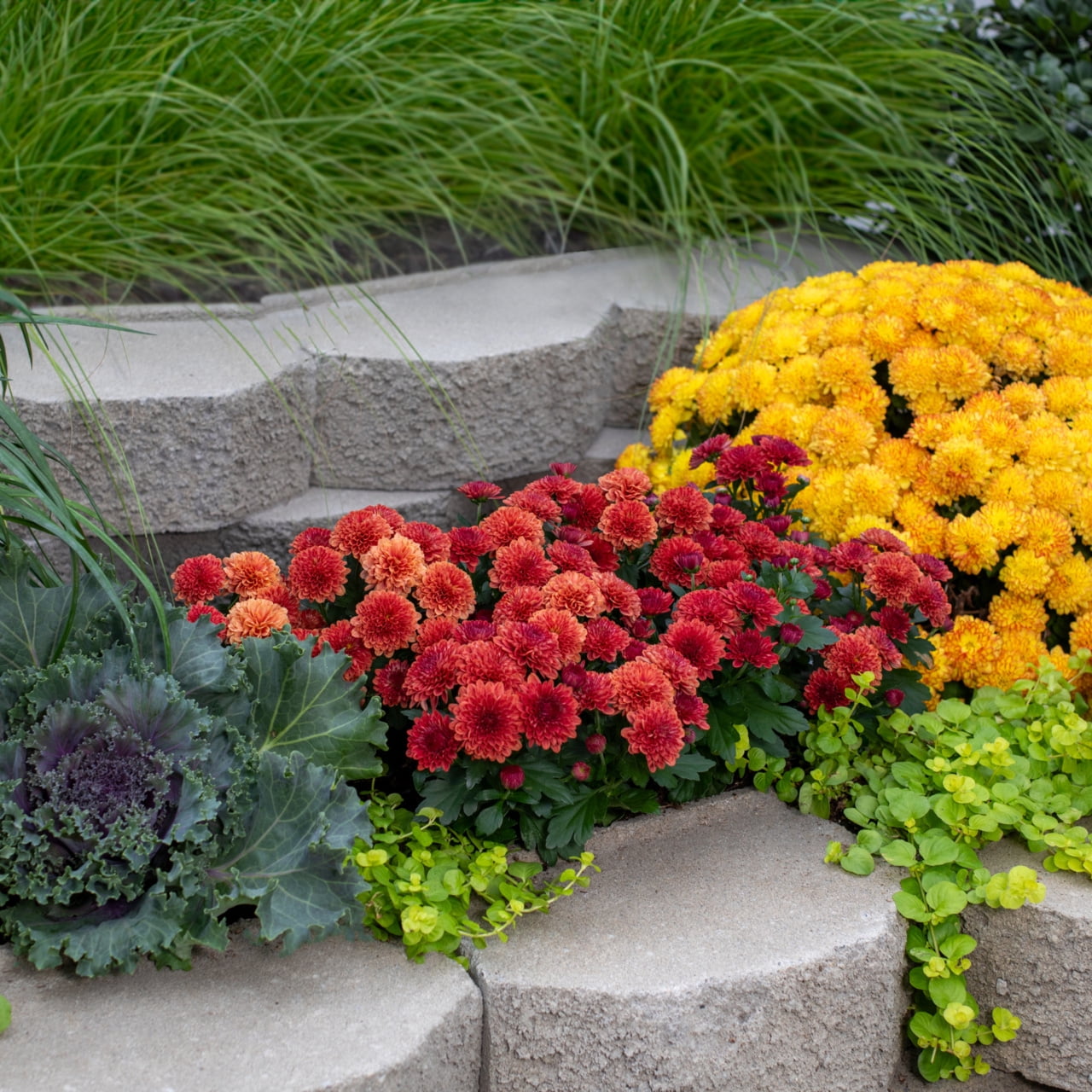 Expert Gardener Pint Red Garden Chrysanthemum Plant Sun