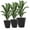 Black, variant on Resenkos Plant Pots, Flower Pots, Garden Planters,Indoor Outdoor Planters Set of 3 MgO Tall Planters Stackable Flower Pots with Drainage Holes, Gray
