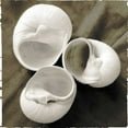 thumbnail image 2 of James, Andrea 12x12 White Modern Wood Framed Museum Art Print Titled - Equalized Shell Trio I, 2 of 4