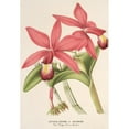 thumbnail image 2 of Charles Antoine Lemaire 11x14 Black Ornate Wood Framed Double Matted Museum Art Print Titled: Cattleya Superba, Var. Splendens (1854-1896), 2 of 5
