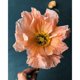 thumbnail image 1 of Pintura diamante (DB5202) Serie flores y plantas serie abstracta resina redonda w718 40x50cm FLhrweasw Nuevo, 1 of 1