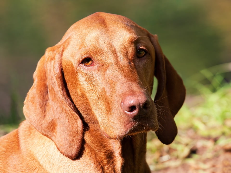 vizsla colors