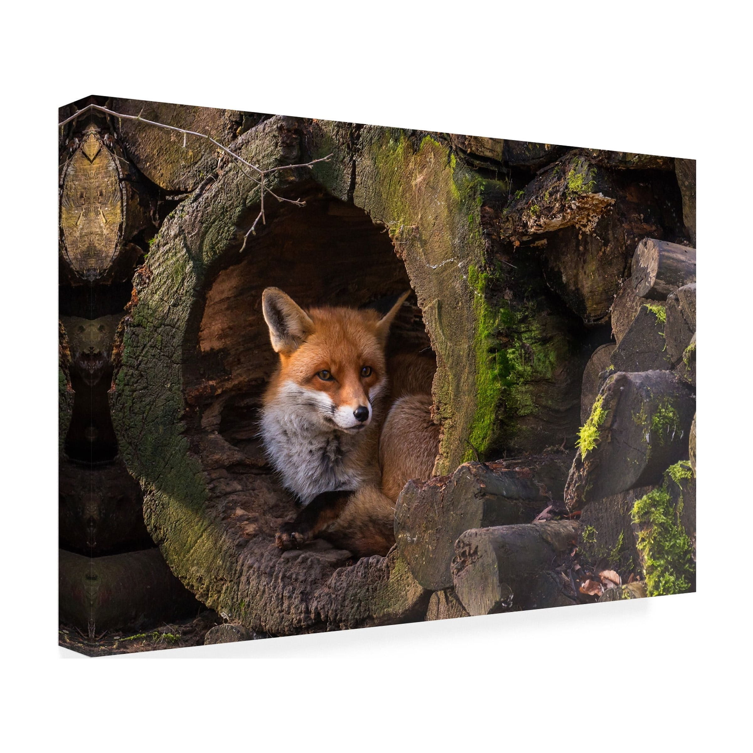 Cees van Ginkel 'Fox 2' Canvas Art