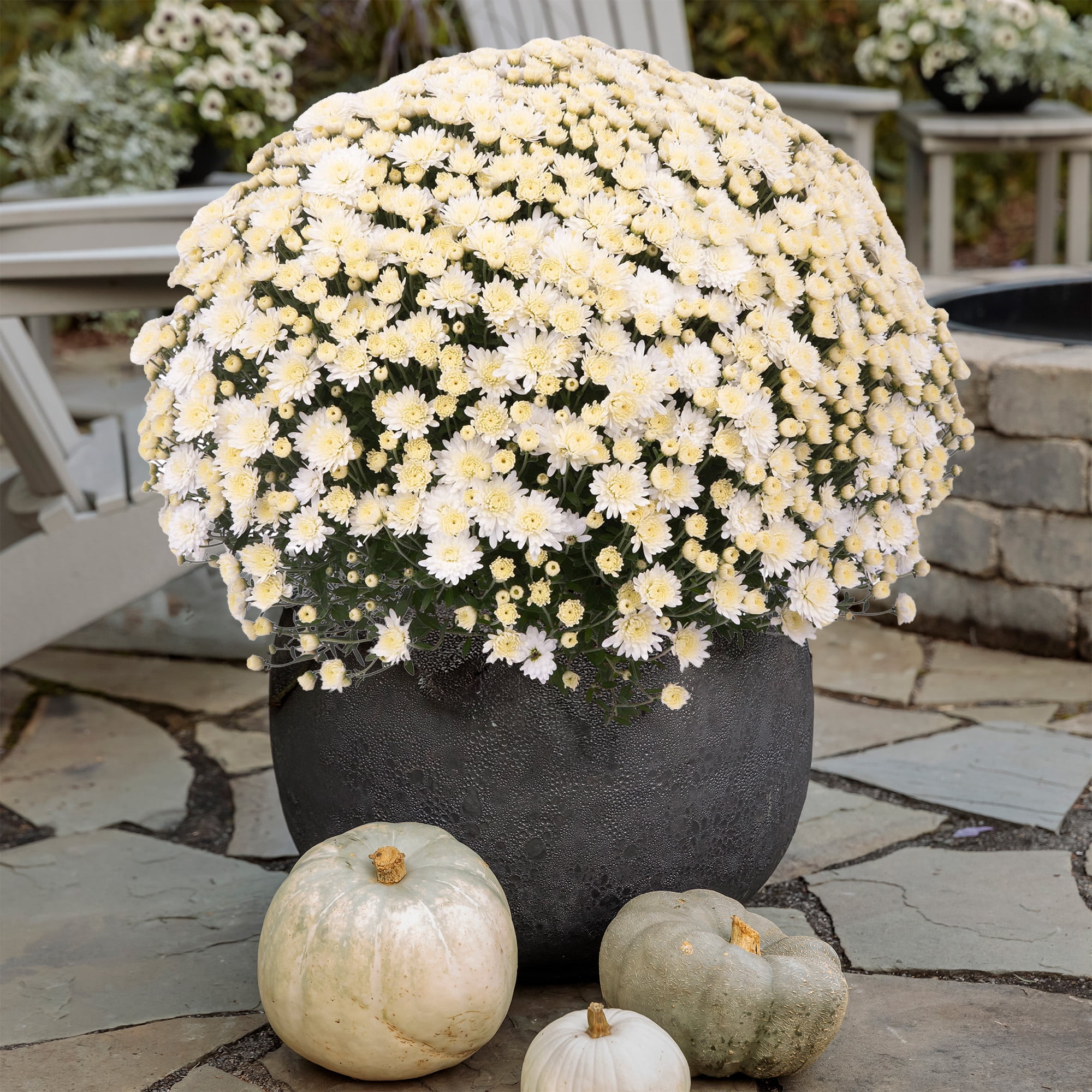 Expert Gardener White Garden Mum in 2 Quart Black Pot - Full Sun Plant