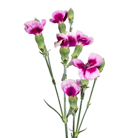 Bloomingmore - Solomios Gio Fresh Flowers, 90 Stems