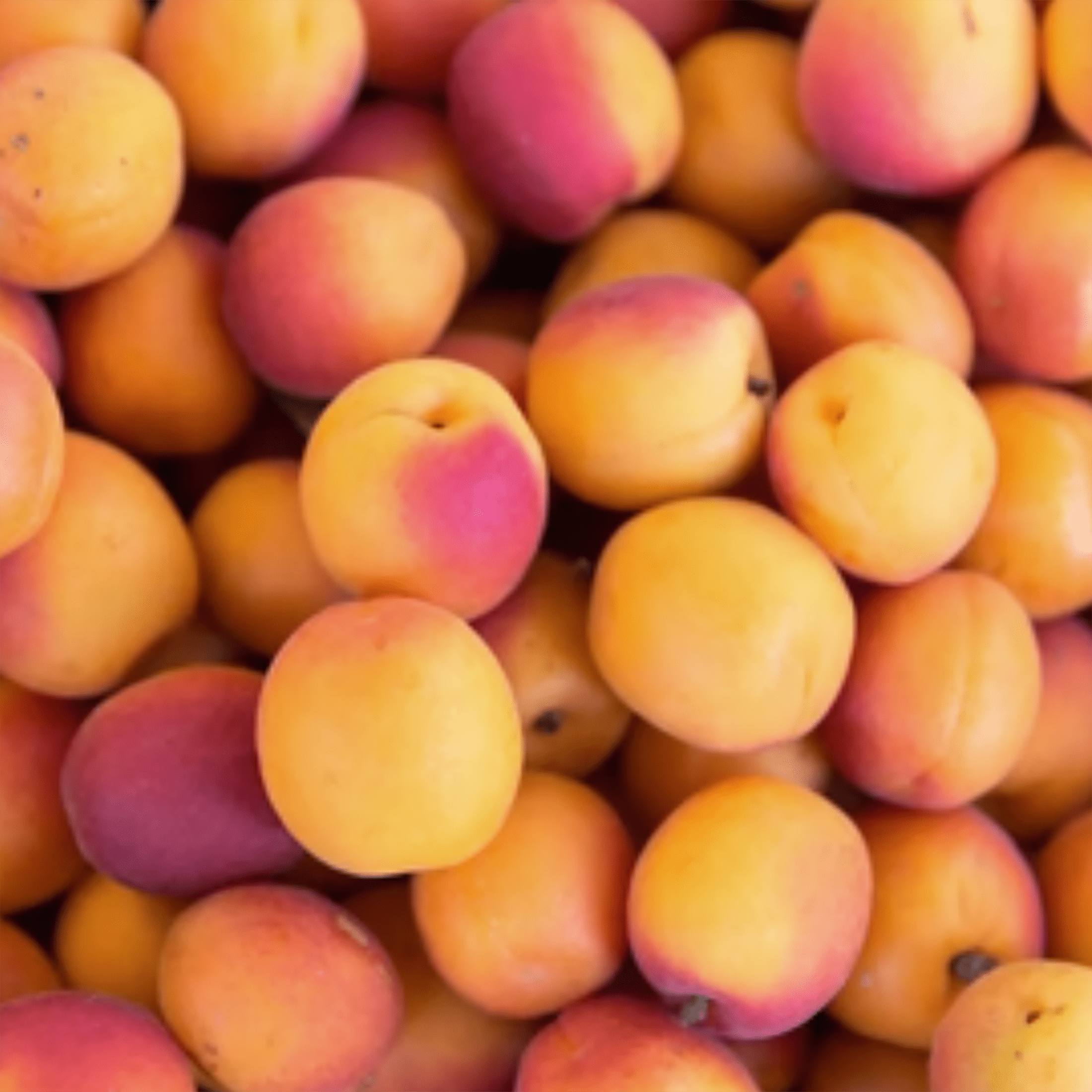 Terrasoul Superfoods Organic Apricots, 4 Lbs (2 lbs 2-Pack) - Sun-dried | Unsulphured | Fiber