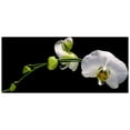 thumbnail image 2 of Stalowy, John 14x12 White Modern Wood Framed Museum Art Print Titled - Cattileya Orchid, 2 of 4