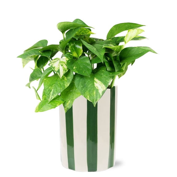 From You Flowers - N'Joy Pothos Plant for Birthday, Anniversary, Get Well, Congratulations, Thank You, All Occasions