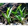 thumbnail image 4 of Potted Anubias Cogensis Aquarium Plant, 4 of 4