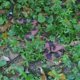 thumbnail image 2 of Juguete con forma de serpiente falsa Morofme, realista, de goma TPR, 2 of 6