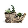 thumbnail image 3 of CSCHome Tree Roots Planter Grow Bags Adopt the Appearance of Tree Stump Modeling, Retro Good-Looking Water Outlet Holes at the Bottom of the Planter Can Filter Excessive Water, 3 of 7