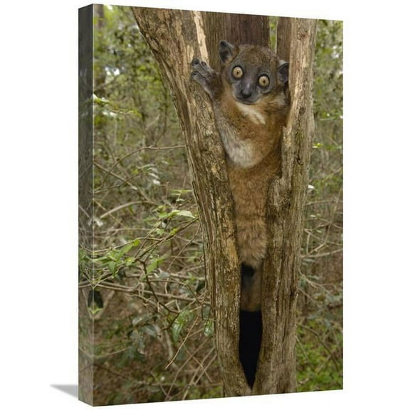 Global Gallery GCS-453044-1624-142 16 x 24 in. Red-Tailed Sportive Lemur in Tree Trunk, Zombitse Reserve, Madagascar Art Print - Pete Oxford