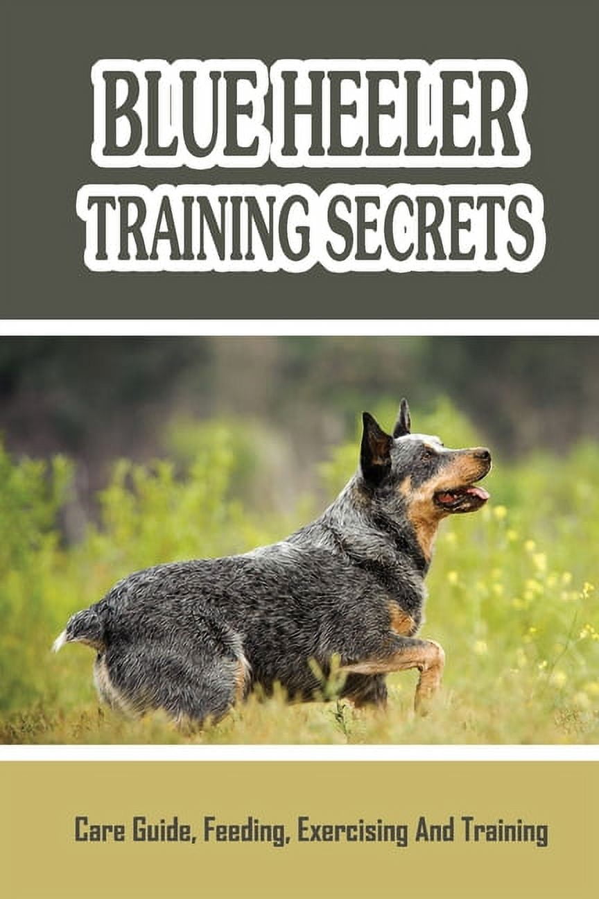 Complete Guide To Blue Heelers: Incredibly Handy Tips On Training