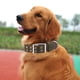 thumbnail image 5 of Collar de perro con hebilla, collar táctico militar de nailon ajustable para perros, collar pesado para perros con anillo en D de 2 filas, 5 of 5