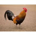 thumbnail image 1 of Posterazzi DPI1824503 Affiche de Coq Imprimé par Keith Levit, 18 x 13, 1 of 1