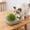 Gray, variant on Cat Grass Planter, Hydroponic Catnip Growing Kit, Whale Shaped Indoor Cat Wheatgrass Planter, Soilless Planting Pot, Cute Cat Gift, Blue/Gray/Pink