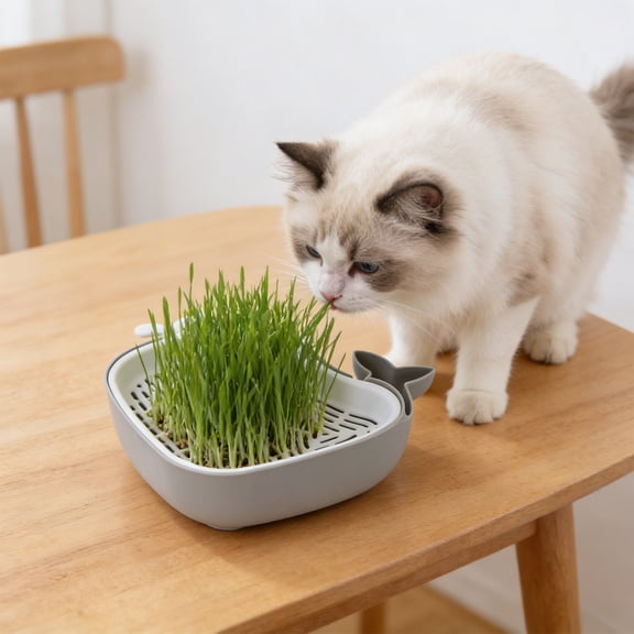 Whale Shaped Cat Grass Growing Kit, 6.3x5.5in Soilless Hydroponic Cat Grass Planter Box, Cat Snack Cat Grass Container for Indoor Cats, Gray