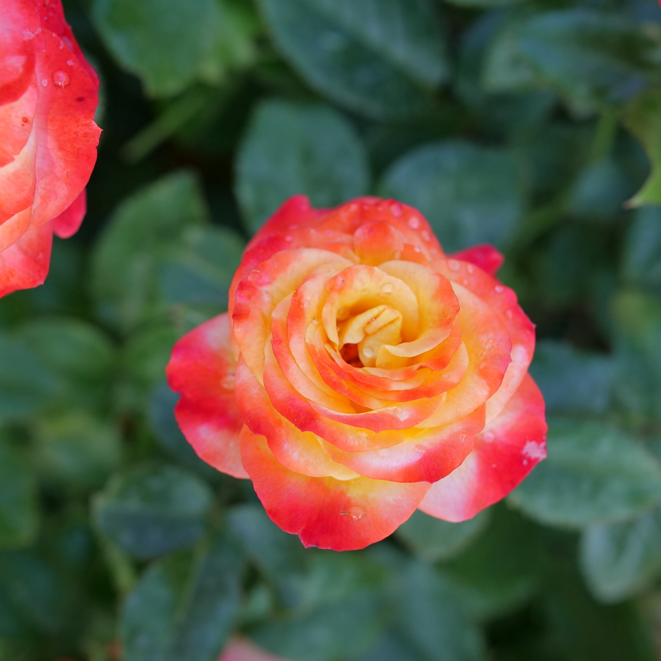 Proven Winners ColorChoice 6" Multicolor Oso Easy En Fuego Rose Live Plant in 7.5" Pot