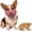 #D, variant on Scary Latex Dog Mask for Small Medium Dogs