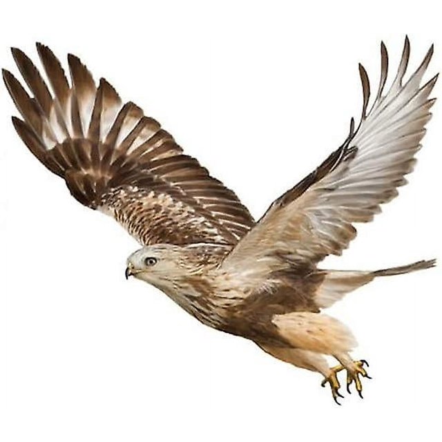 23cm x 18.5cm Flying Eagle Sticker,3D Eagle Animal Car Sticker,2 Pack Waterproof Automobile Creative Decal Sticker Decoration Accessories for Wall Wi