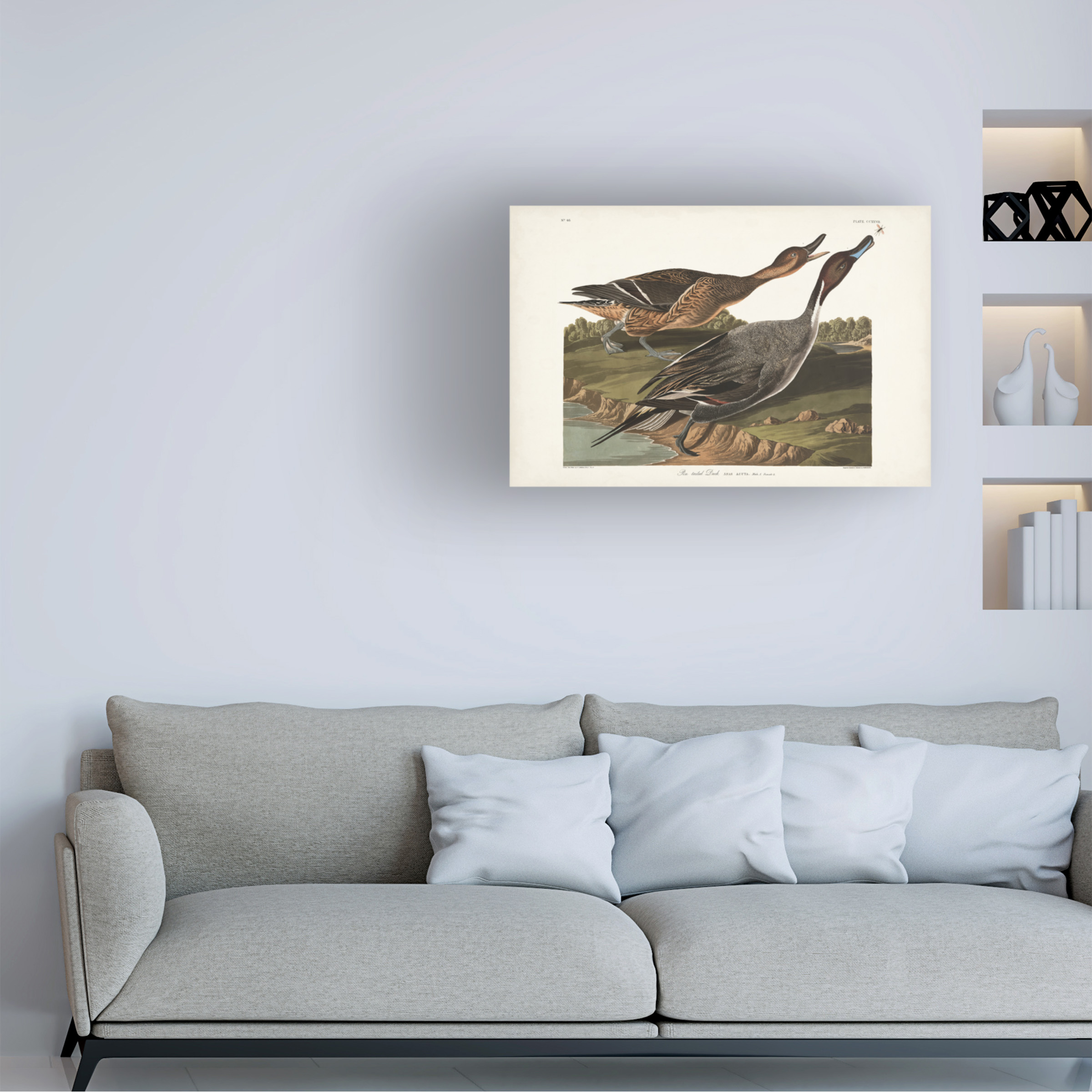 John James Audubon 'Pin Tailed Duck' Canvas Art